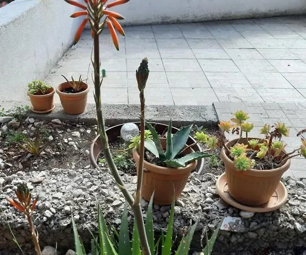 Vacation In Pelinovik Bay *